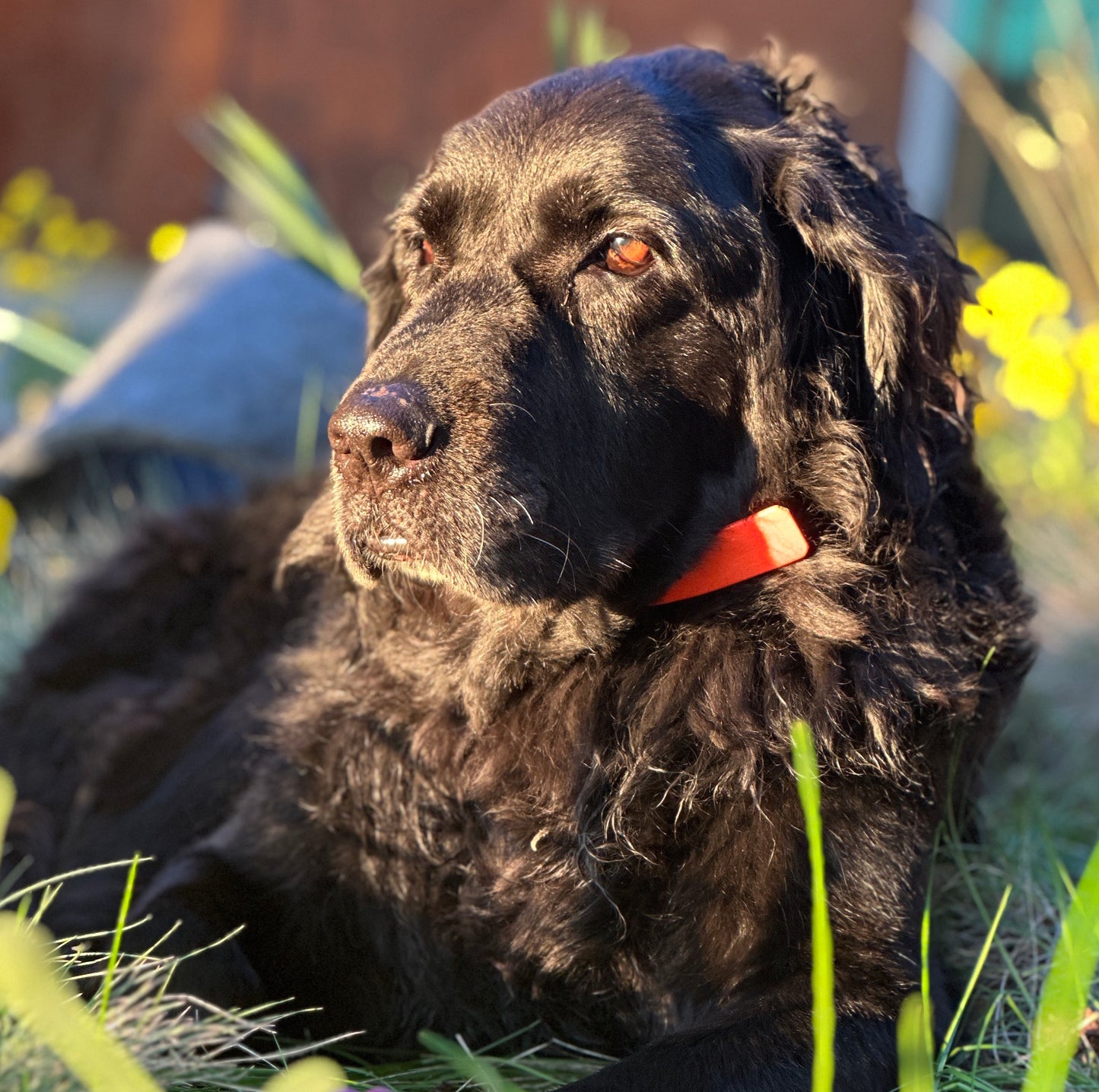 Golden hour pup - Oil painting commission