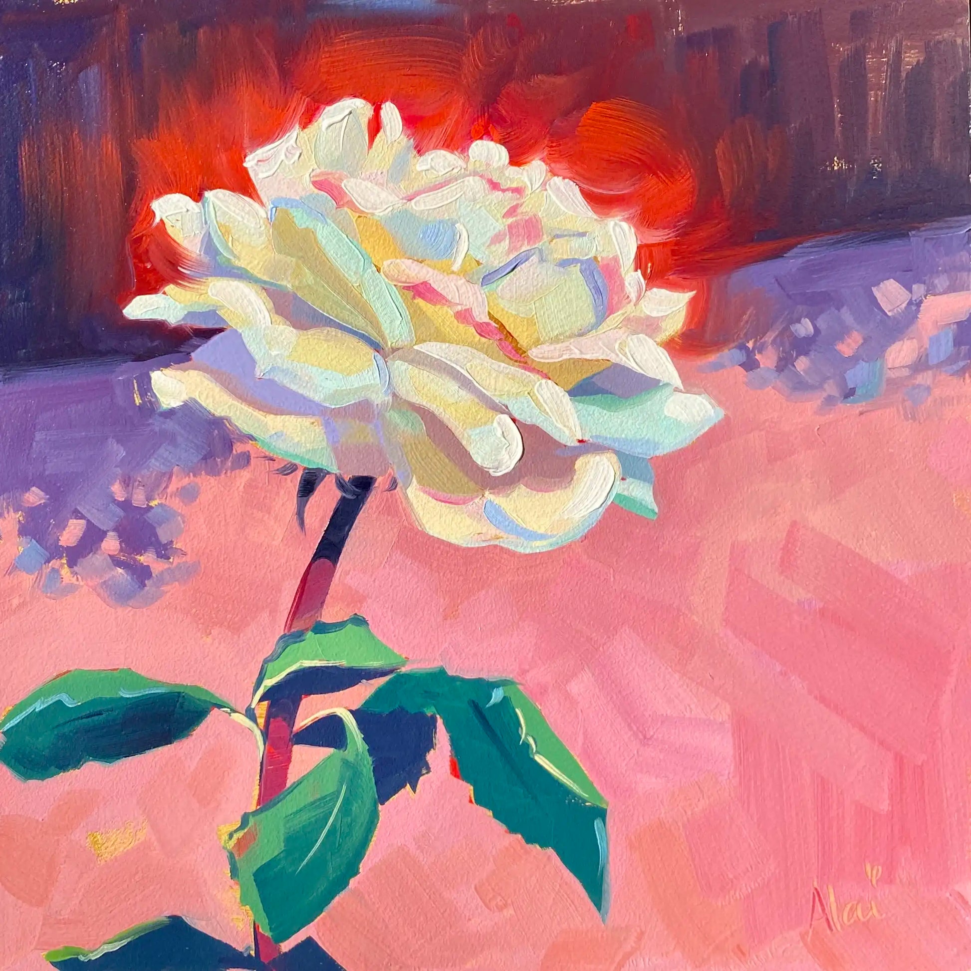 Original oil painting by Alai Ganuza titled "White Rose". A large white rose in full bloom featuring cream, yellow, and blue highlights, standing on a green stem against a fiery red and soft pink background on a square aluminum panel.